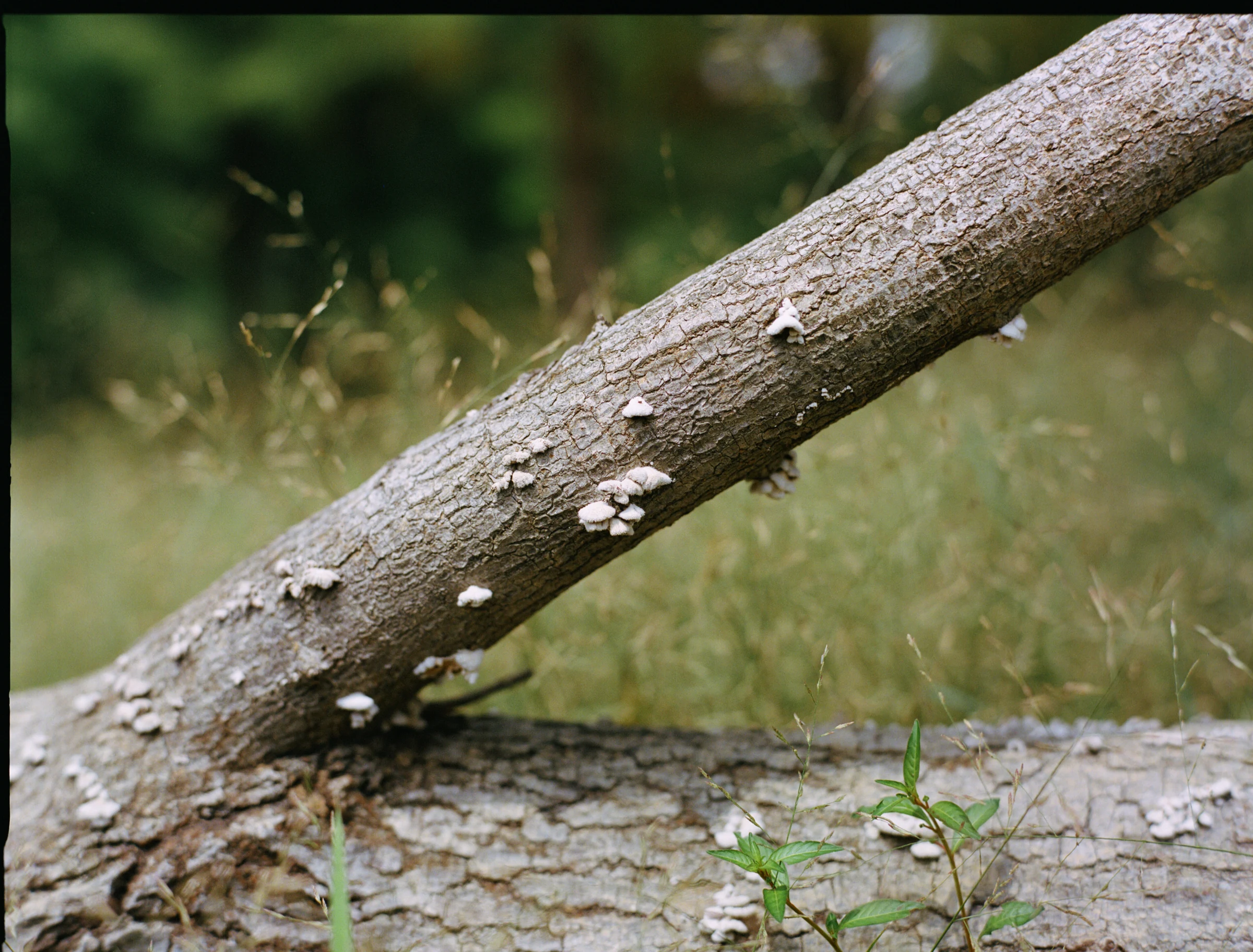 Woodland branch with small fungi