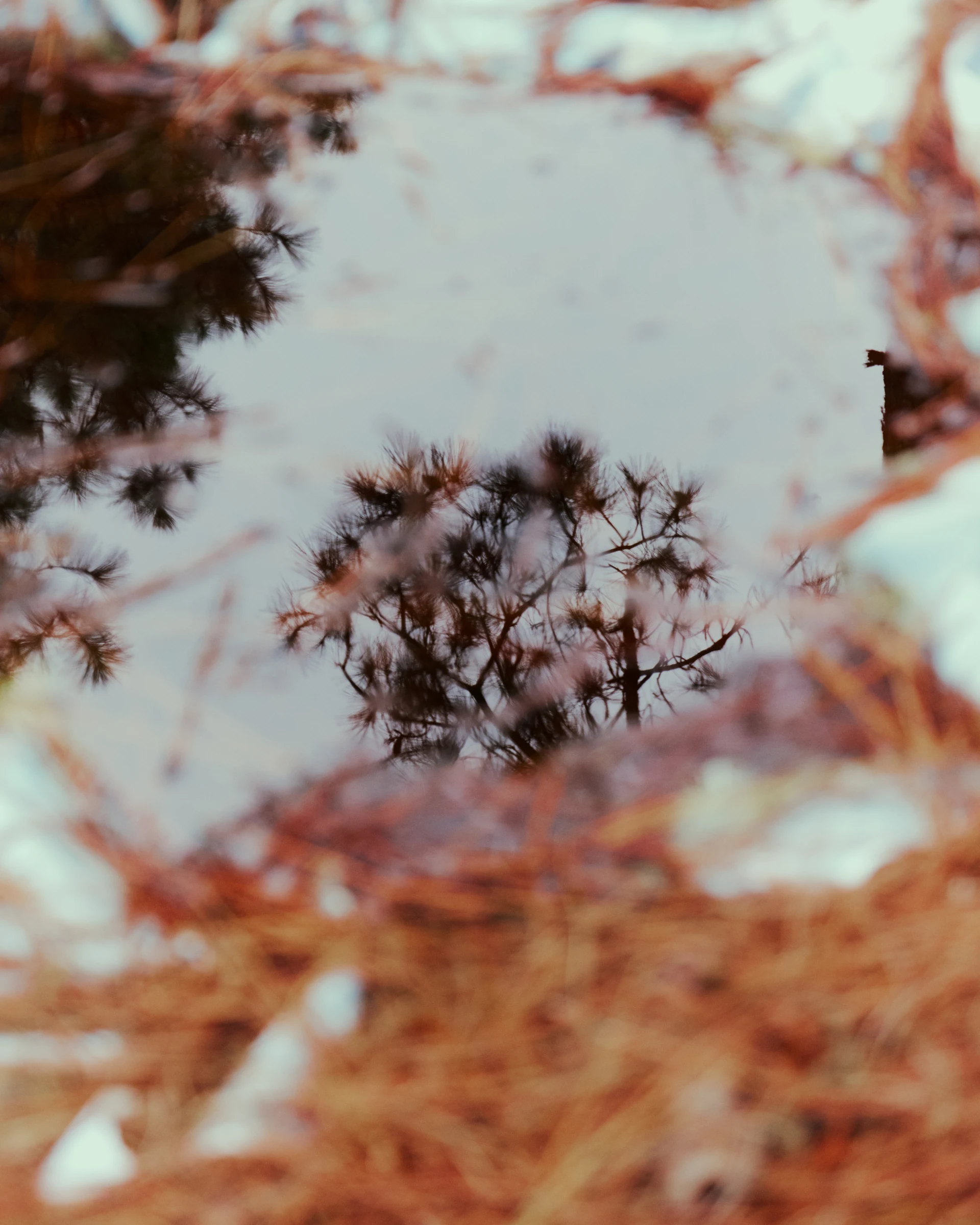 Autumn foliage reflected in woodland water
